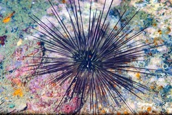 Sea urchins are spiny, globular echinoderms in the class Echinoidea. About 950 species of sea urchin live on the seabed of every ocean and inhabit every depth zone