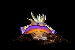 Goniobranchus geminus or gem sea slugcan reach a maximum size of 5 cm in length. It has four distinctive coloured lines around the mantle edge.