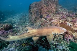 The grey bamboo shark, Chiloscyllium griseum, is a species of carpet shark in the family Hemiscylliidae, found in the Indo-West Pacific Oceans. Scuba diving Nusa Penida Manta Point in Bali, Indonesia