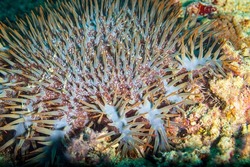 The crown-of-thorns starfish, Acanthaster planci, is a large starfish that preys upon hard, or stony, coral polyps.