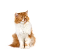 Red fluffy cat on a white isolated background. Scottish long-haired ginger cat.