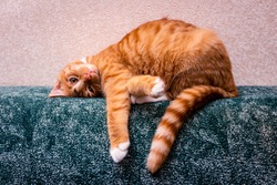 domestic red-haired striped young cat lies in a funny pose on the back of the sofa