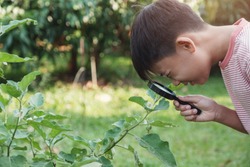Tween preteen Asian boy looking at leaves through a magnifying glass, montessori natural learning homeschool education, Plant pathology