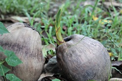A coconut seedling begins to grow. Coconuts are an important food source and crop in the Philippines.