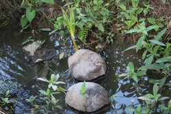 Seedlings of coconuts (Cocos nucifera) are carried by a small stream. Coconuts are common in the Philippines and are an important food and agricultural crop.