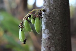 The sour kamias (Averrhoa bilimbi L) is an important fruit in the Philippines used for food and cooking.