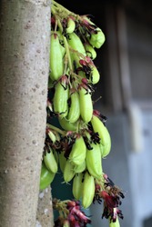 The sour kamias (Averrhoa bilimbi L) is an important fruit in the Philippines used for food and cooking.