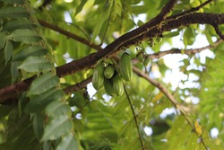 The kamias (Averrhoa bilimbi) fruit is very popular in the Philippines and is used for food preparation. 