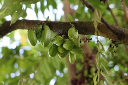 The kamias (Averrhoa bilimbi) fruit is very popular in the Philippines and is used for food preparation. 