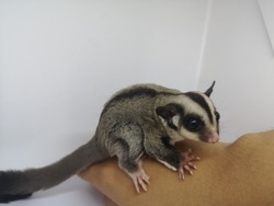 Young Sugarglider On Hand