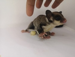 Young Sugarglider On Hand