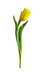 A beautiful yellow tulip isolated on white background. Celebration card