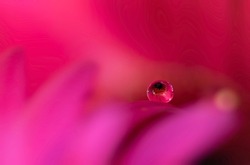 A translucent dew drop on the tip of beautiful pink flower petal
