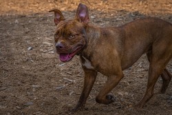 MEDIUM SIZED BROWN PITBULL MIX WITH BRIGHT EYES AND HIS EARS UP AND TOUNGE OUTWITH A BLURRY BACKGROUND AND FOREGROUND