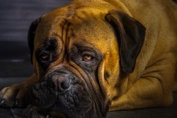 ADULT BULLMASTIFF LYING ON THE GROUND STARING INTO THE CAMERA WITH A BLURRY BACKGROUND-