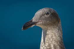 CLOSE UP PORTRAIT OF A ADULT SEAGULL WITH A CLEAR EYE AND FUZZ ON ITS BEAK IN LA JOLLA CALIFORNIA