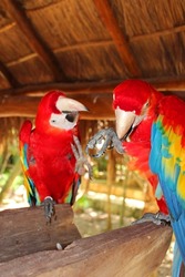 Red parrots macaws, parrot bird on the territory of Xcaret, famous ecotourism park on the mexican Riviera Maya, Quintana Roo, Yucatan, Mexico