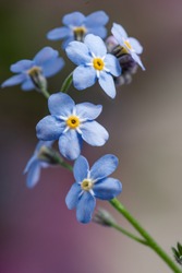 Spring blue forget-me-not flowers. Closeup of Myosotis sylvatica, little blue flowers on a blurred background