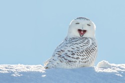 Snowy owl yawning, which makes it look like it's laughing. Copy space to left.