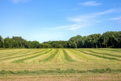 Agricultural background with field of freshly cut alfalfa and leading lines leading to copy space in sky.