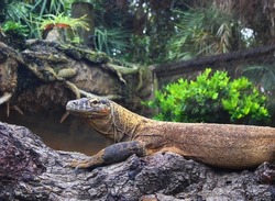 Close up view of a brown iguana sitting on a log in the sun surrounded by tropical green trees, plants, and vegetation.