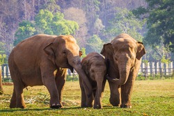 Family of elephants walking toward a river for a bath,Cute elephant family,elephant family enjoying life,asian elephants in nature park
