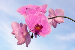 Pink orchid flower on the sky