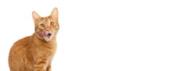 Hungry cat on a white background isolated. Ginger tabby kitten licking its lips. Banner of sales creative concept. Online shopping.