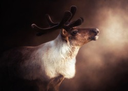 Portrait of a beautiful reindeer in a soft warm light and morning mist 