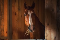 Beautiful horse portrait in warm light