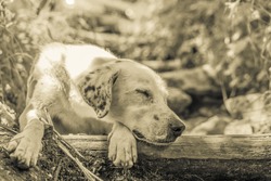 A white stray dog with dotted ears like a dalmatian plum pudding dog sleeping peacefully on a wooden staircase in the forest. Low angle shot in sepia monochrome in Greece, Olympus