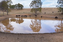 Aerial view of an agricultural water dam with cows and ducks outside of Adelaide in South Australia
