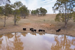 Aerial view of an agricultural water dam with cows outside of Adelaide in South Australia