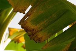 Early symptoms of Fusarium Wilt Disease in banana leaves.
