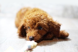 little poodle brown puppy sleep and play toy at home