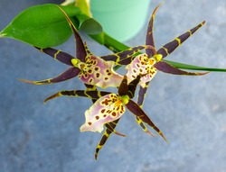 Close up of  Spider orchid flowers (Brassia)
