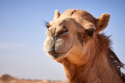 A portrait of a camel in the UAE desert farm near Abu Dhabi
