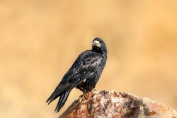 Black crow. Bird: Rook. Corvus frugilegus. Yellow background.