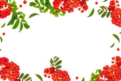 Bunches of red rowan berries on a white background