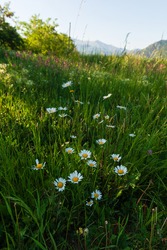 Vibrant daisy flowers in natural habitat