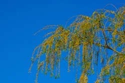 Flowering branches of a weeping willow with young leaves, salix babylonica, in early spring, on a warm sunny day against a blue sky