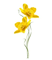 Bright yellow spring flowers on a white background.
