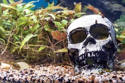 Skull in an aquarium with algae and snails, copy space