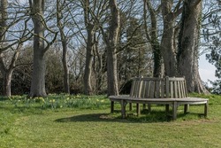 Round bench made of wood typically located around a tree on some grass in the woods with daffodils