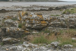 Rocky Scottish shoreline with rocks, seaweed and licihen looking across a bay