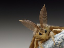 Gypsy moth detail, lymantria dispar