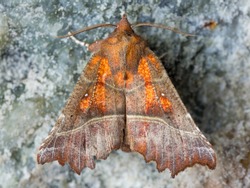 The Herald (Scoliopteryx libatrix) is a moth of the family Erebidae. moth inside a cave on a blue mineral wet with water