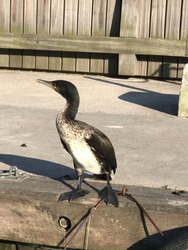Very big cormorant standing on the pier.