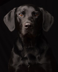 Low-Key style portrait of a curious adopted Black Labrador Retriever with a black background