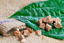 Betel leaf edible eating culture of Asia